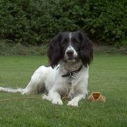 Engelsk springer spaniel Cato