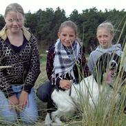 Engelsk springer spaniel Cato