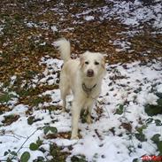 Golden retriever Zenta