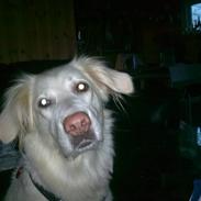 Golden retriever Zenta