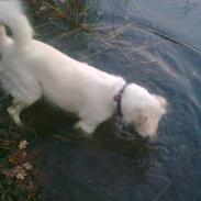 Golden retriever Zenta