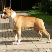 Amerikansk staffordshire terrier A Ch.Lobotown Fatboy