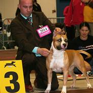 Amerikansk staffordshire terrier A Ch.Lobotown Fatboy