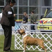 Amerikansk staffordshire terrier A Ch.Lobotown Fatboy