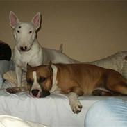 Amerikansk staffordshire terrier A Ch.Lobotown Fatboy