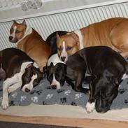 Amerikansk staffordshire terrier A Ch.Lobotown Fatboy