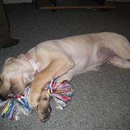 Blanding af racer Bailey