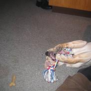 Blanding af racer Bailey