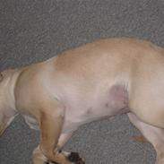 Blanding af racer Bailey