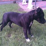 Staffordshire bull terrier Divah <3