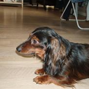 Miniature gravhund Timon