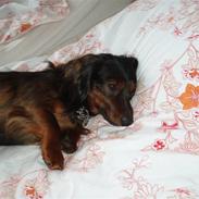 Miniature gravhund Timon