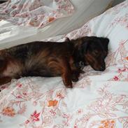 Miniature gravhund Timon