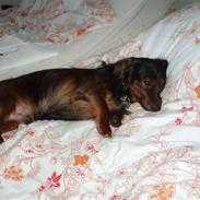 Miniature gravhund Timon