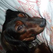 Miniature gravhund Timon