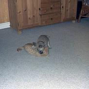 Cairn terrier Max R. I. P. 