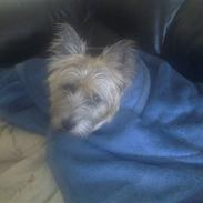 Cairn terrier Max R. I. P. 