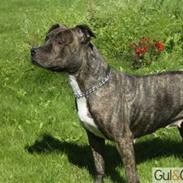 Amerikansk staffordshire terrier TILLE ***RIP***