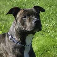 Amerikansk staffordshire terrier TILLE ***RIP***