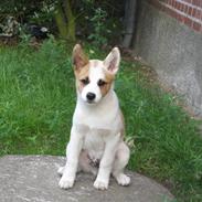 Norrbottenspids Spidsbjørnens Chino