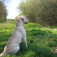 Labrador retriever Mille