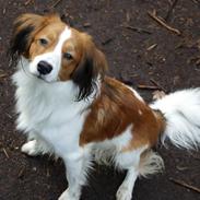 Kooikerhondje Villy (Bertil)