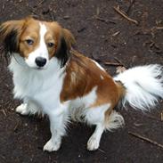 Kooikerhondje Villy (Bertil)