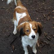 Kooikerhondje Villy (Bertil)