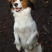 Kooikerhondje Villy (Bertil)