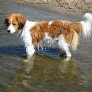 Kooikerhondje Villy (Bertil)