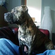 Amerikansk staffordshire terrier sean