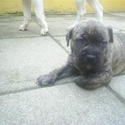 Amerikansk staffordshire terrier sean