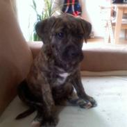 Amerikansk staffordshire terrier sean