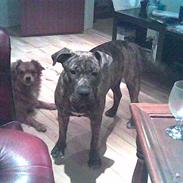 Amerikansk staffordshire terrier sean