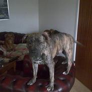 Amerikansk staffordshire terrier sean