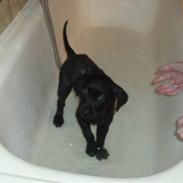 Labrador retriever Zindy