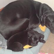 Labrador retriever Zindy