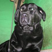 Labrador retriever Perle R.I.P.