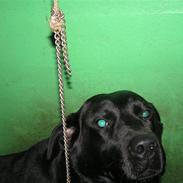 Labrador retriever Perle R.I.P.