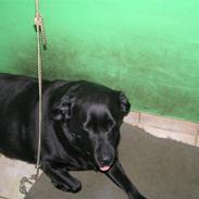 Labrador retriever Perle R.I.P.