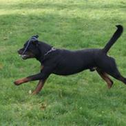 Rottweiler Fattiggården's Humphrey