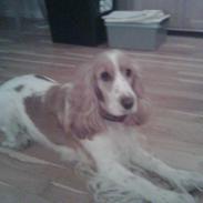 Cocker spaniel Bailey.