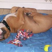 Amerikansk staffordshire terrier King