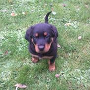 Rottweiler Freja