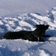 Blanding af racer Laidey