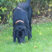 Blanding af racer Laidey