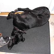 Blanding af racer Laidey