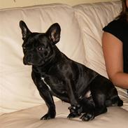 Fransk bulldog Tiny