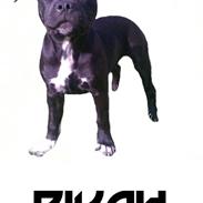 Staffordshire bull terrier Divah <3