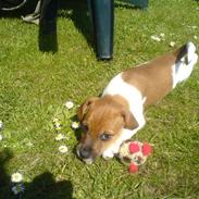 Dansk svensk gaardhund Sille R.I.P lille skat!